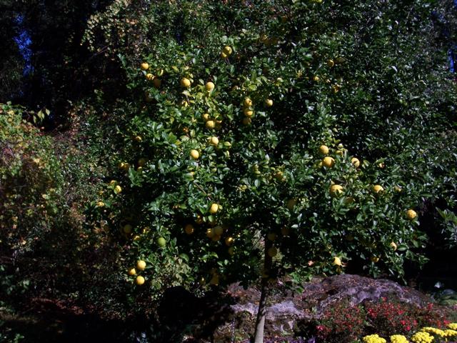 Meyers Lemon Tree with fruit
