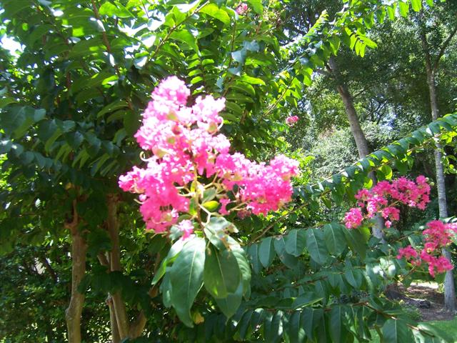 Pink Crape Myrtle shrub