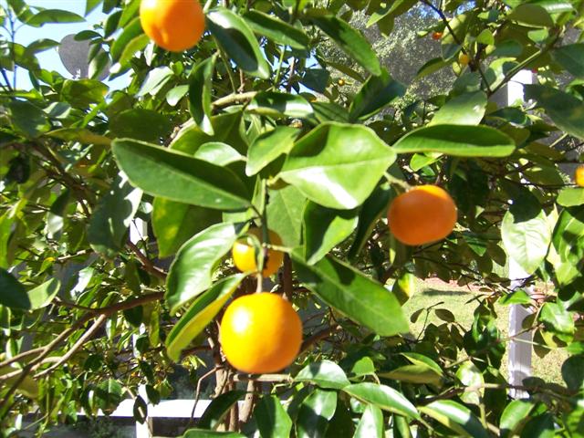orange tree with ripe oranges