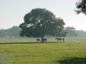 4 horses standing under a big tree in a field