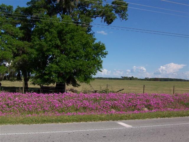 May wild flowers along SW 80 ave north of On Top of the World