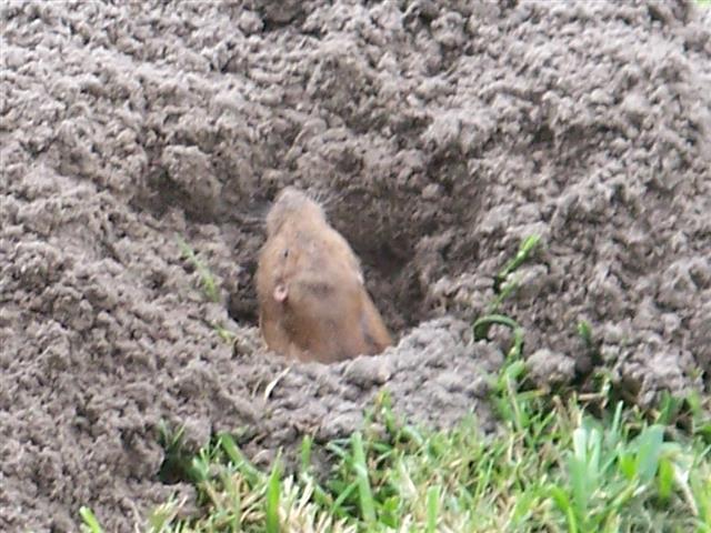 gopher sticking it's head up out of a hole